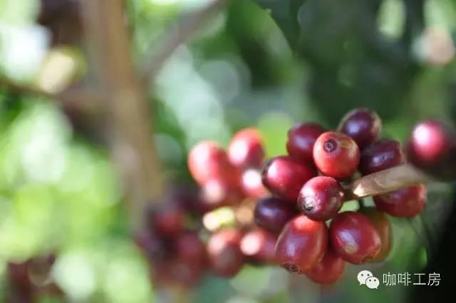 番茄