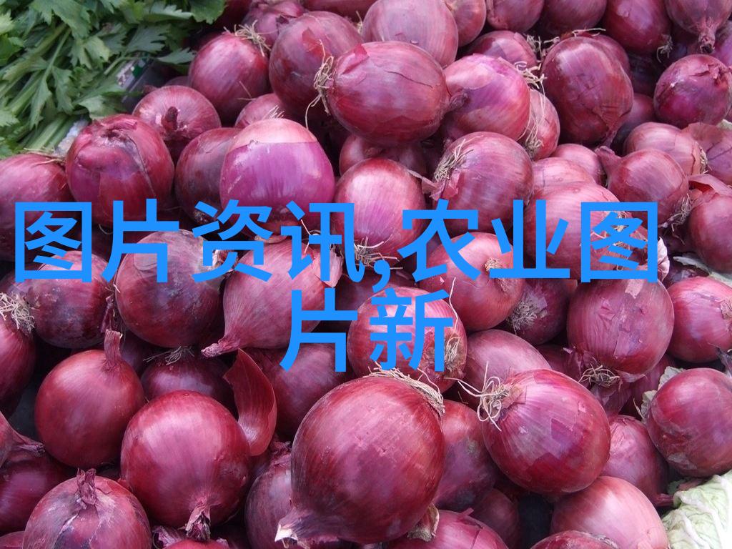 蝴蝶兰